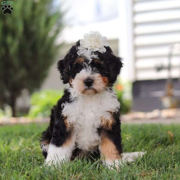 Grace, Mini Bernedoodle Puppy